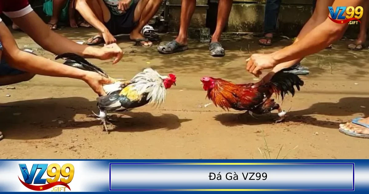 Cách đặt cược đá gà online dành cho người mới